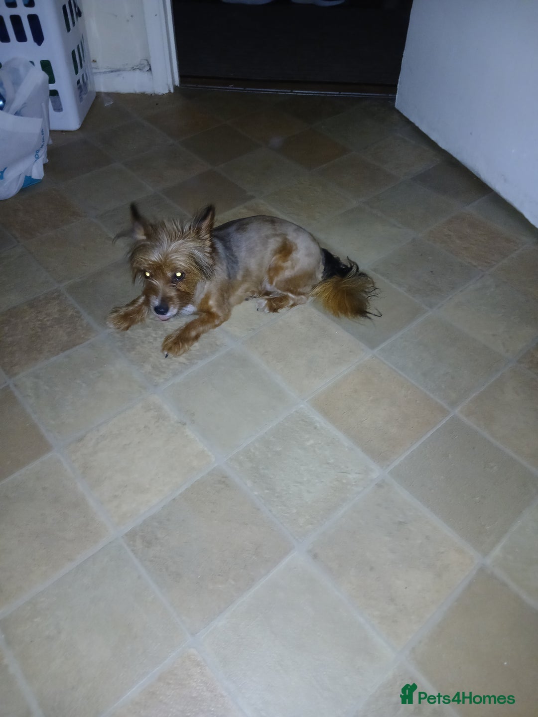 Mixed Breed dogs for sale: Female puppy - Image 7