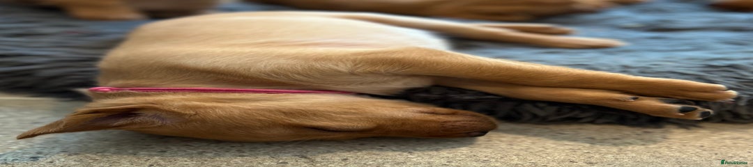 Labrador Retriever Puppy 9