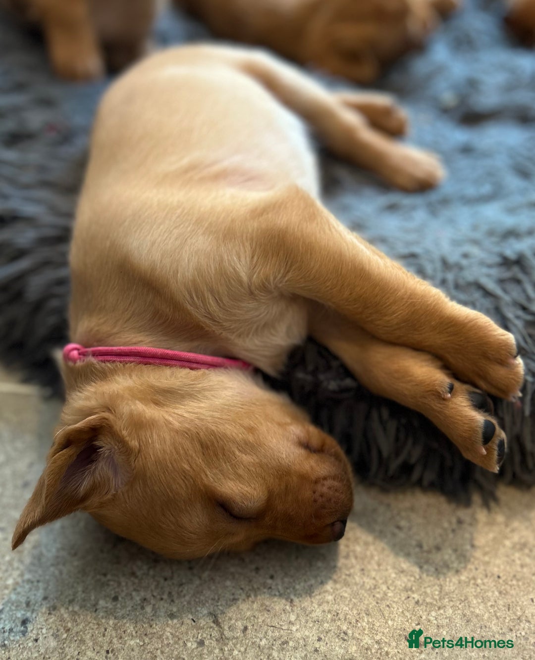 Labrador Retriever dogs for sale: Family/Working bred KC Labradors - Image 34