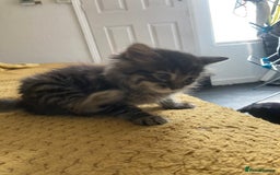 Mixed Breed cats for sale: Tabby and grey kittens  - Image 14