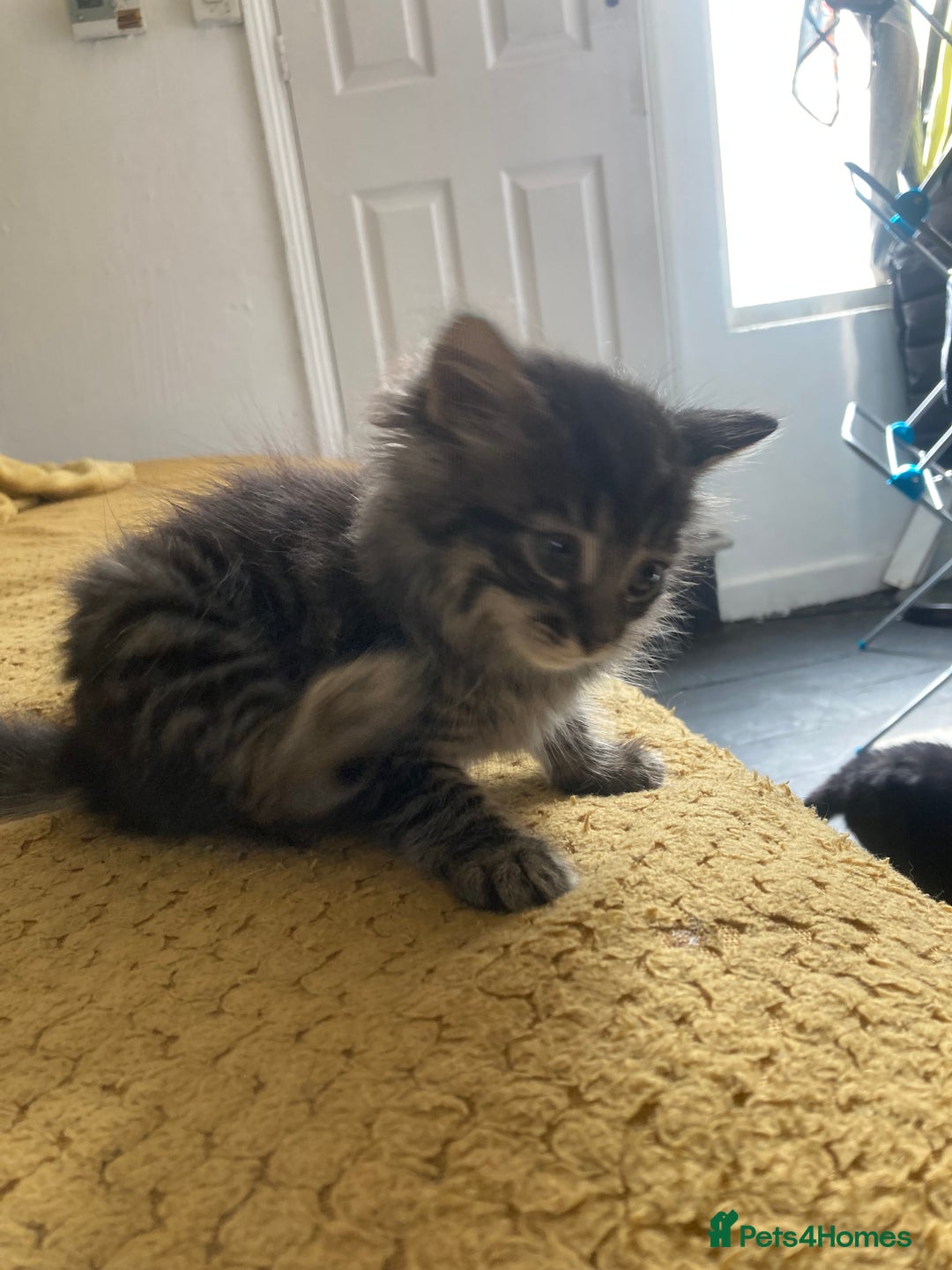 Mixed Breed cats for sale: Tabby and grey kittens  - Image 14