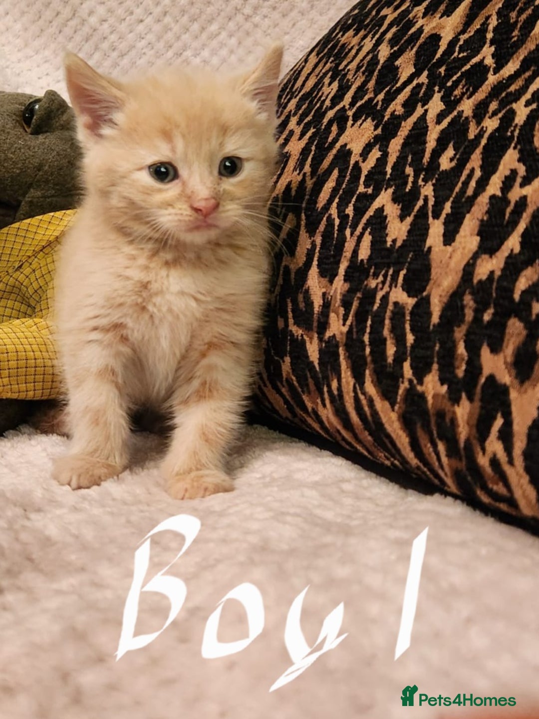 Maine Coon cats for sale: Beautiful Maine Coon kittens  - Advert 5