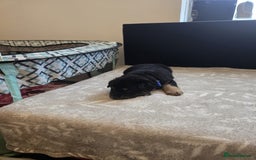 Goldador dogs for sale: Goldador x Labrottie Miniature Puppies for Sale - Advert 20