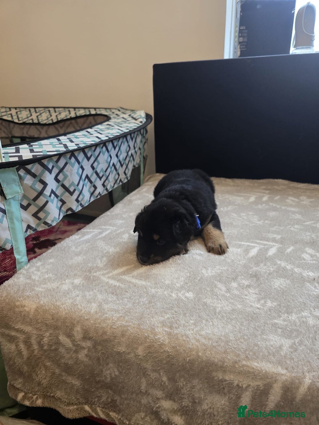 Goldador dogs for sale: Goldador x Labrottie Miniature Puppies for Sale - Advert 20