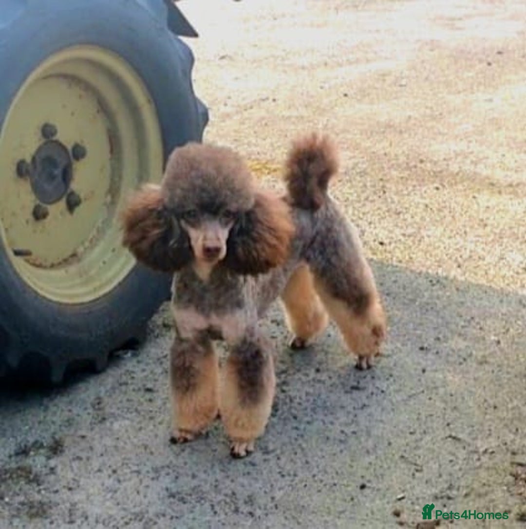 Toy Poodle dogs for sale: Beautiful Toy Poodle puppies - Image 4