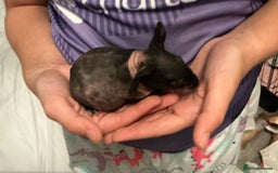 Guinea Pig rodents for sale: Guinea pigs (skinny) - Image 11