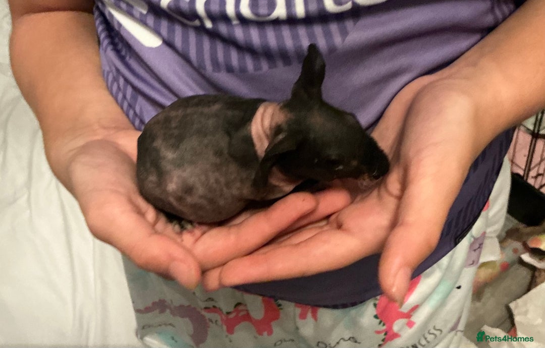 Guinea Pig rodents for sale: Guinea pigs (skinny) - Image 11