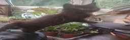 Mixed Breed cats for sale: ❤️Beautiful ashy coloured kittens for sale❤️ in Craven Arms - Advert 11
