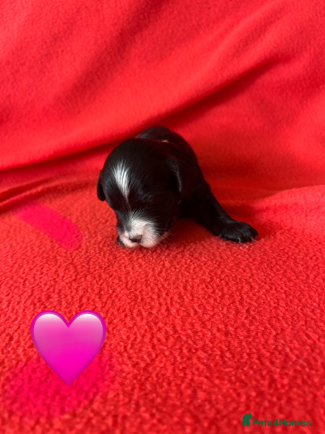 Havanese dogs for sale: 🐾 9 Havanese Puppies for Their Forever Homes 🐾 - Image 4