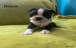 Boston Terrier dogs for sale: Boston terriers for sale - Image 18