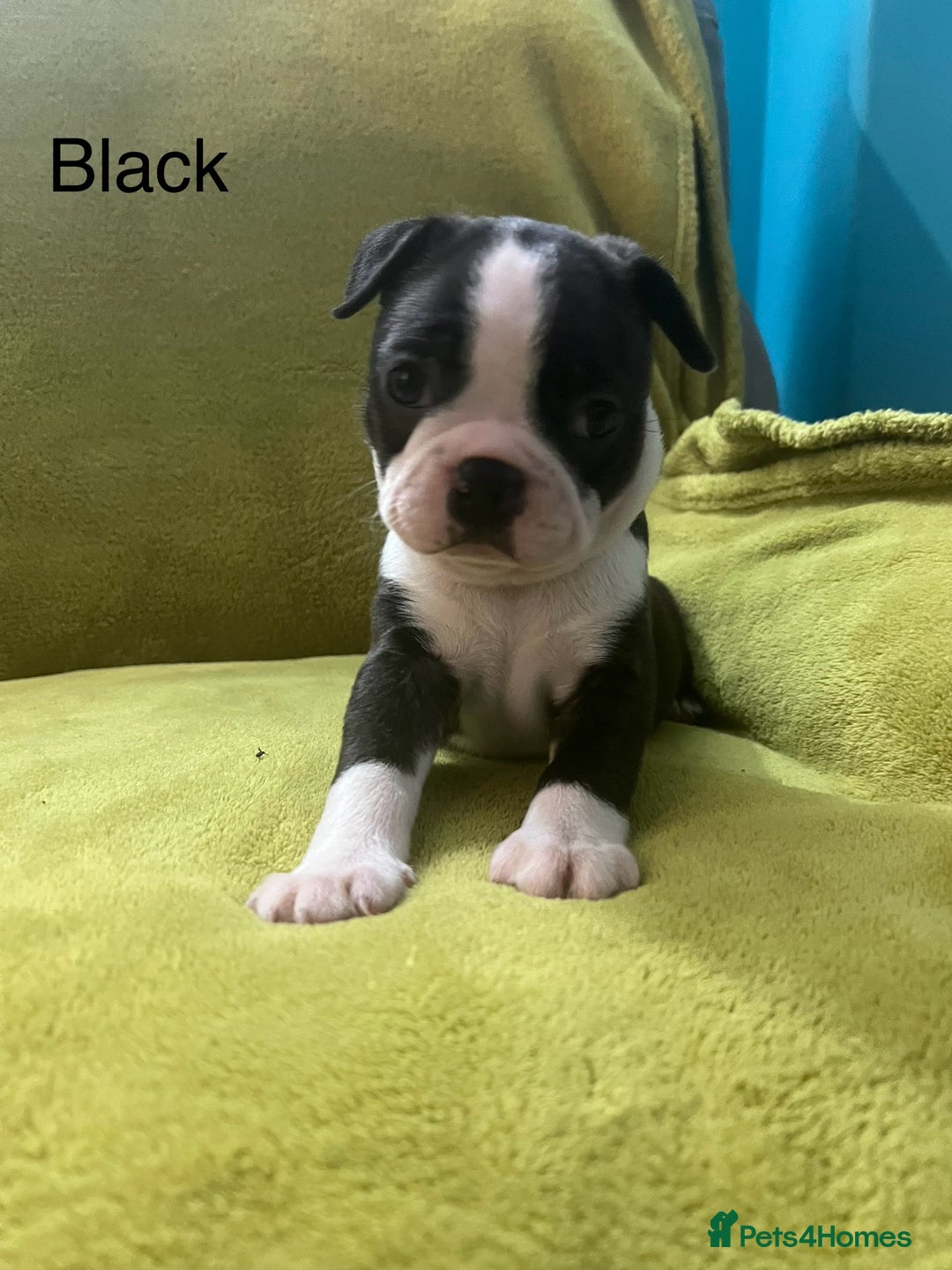 Boston Terrier dogs for sale: Boston terriers for sale - Image 18