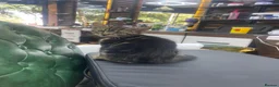 Mixed Breed cats for sale: Kitten  in Wolverhampton - Advert 4