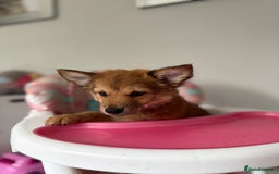 Chihuahua dogs for sale: Chihuahua x Italian volpino (5 puppies left ) 🏆 - Image 34