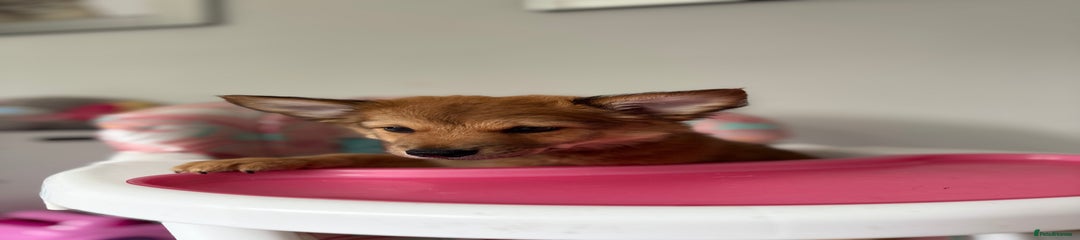 Chihuahua Puppy 