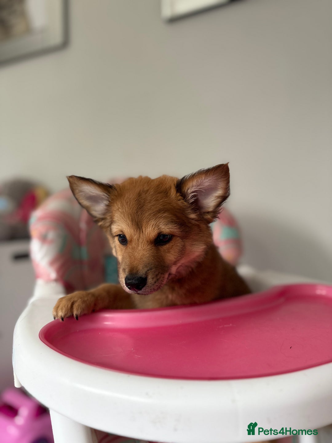 Chihuahua dogs for sale: Chihuahua x Italian volpino (5 puppies left ) 🏆 - Image 34
