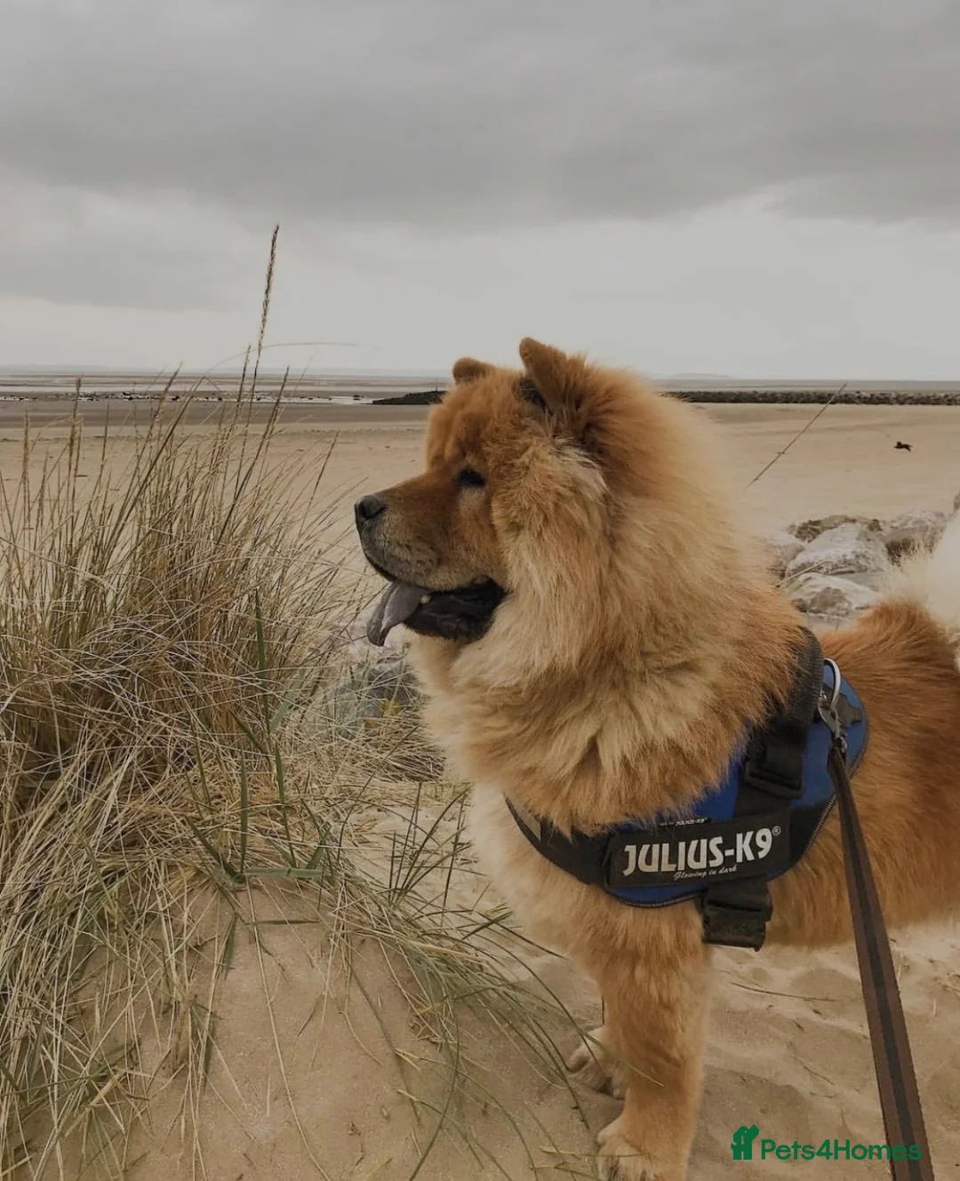 Chow Chow dogs for sale: Male Chow Chow for a new home - Advert 2