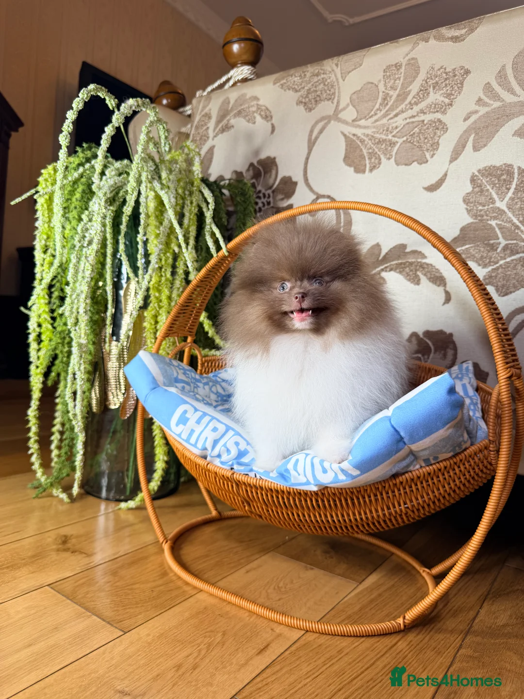 Pomeranian dogs for sale: Cute Pomeranian Boys and Girls  - Advert 17