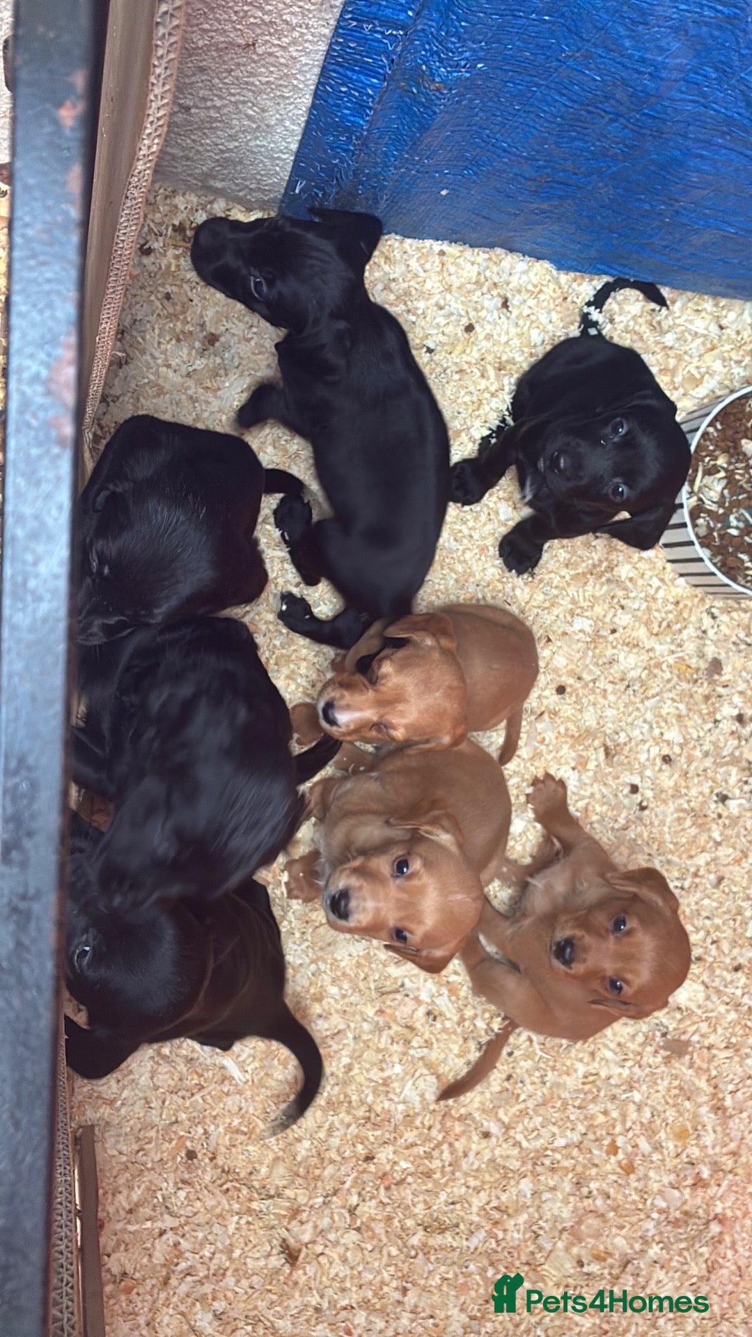 Mixed Breed dogs for sale: Labrador x spaniel pups - Advert 2