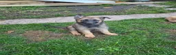 German Shepherd dogs for sale: DDR German Shepherds  - Advert 8