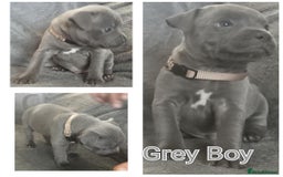 Staffordshire Bull Terrier dogs for sale: Blue Staffs Puppies - Image 4
