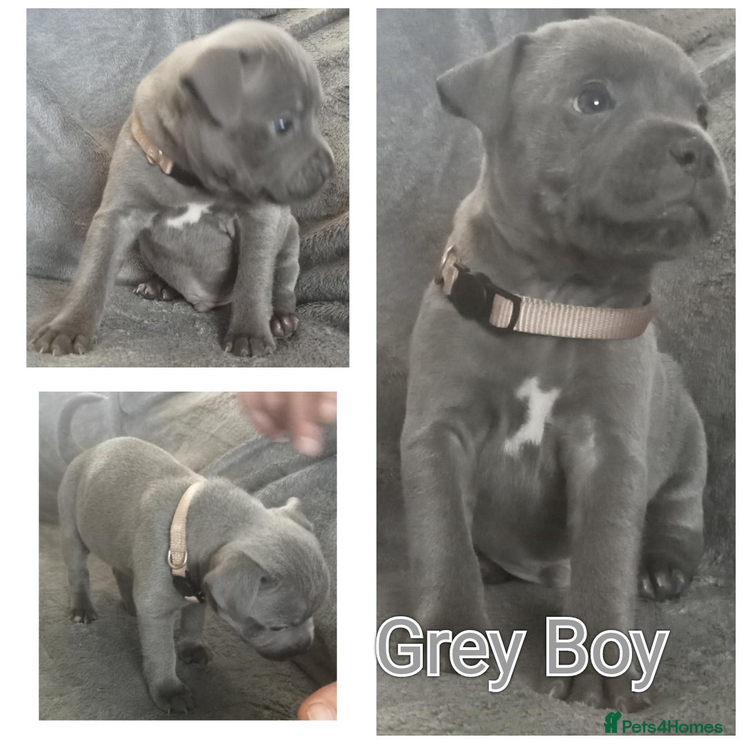 Staffordshire Bull Terrier dogs for sale: Blue Staffs Puppies - Image 4