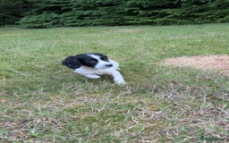 English Springer Spaniel dogs for sale: Last little ones remaining  - Image 3