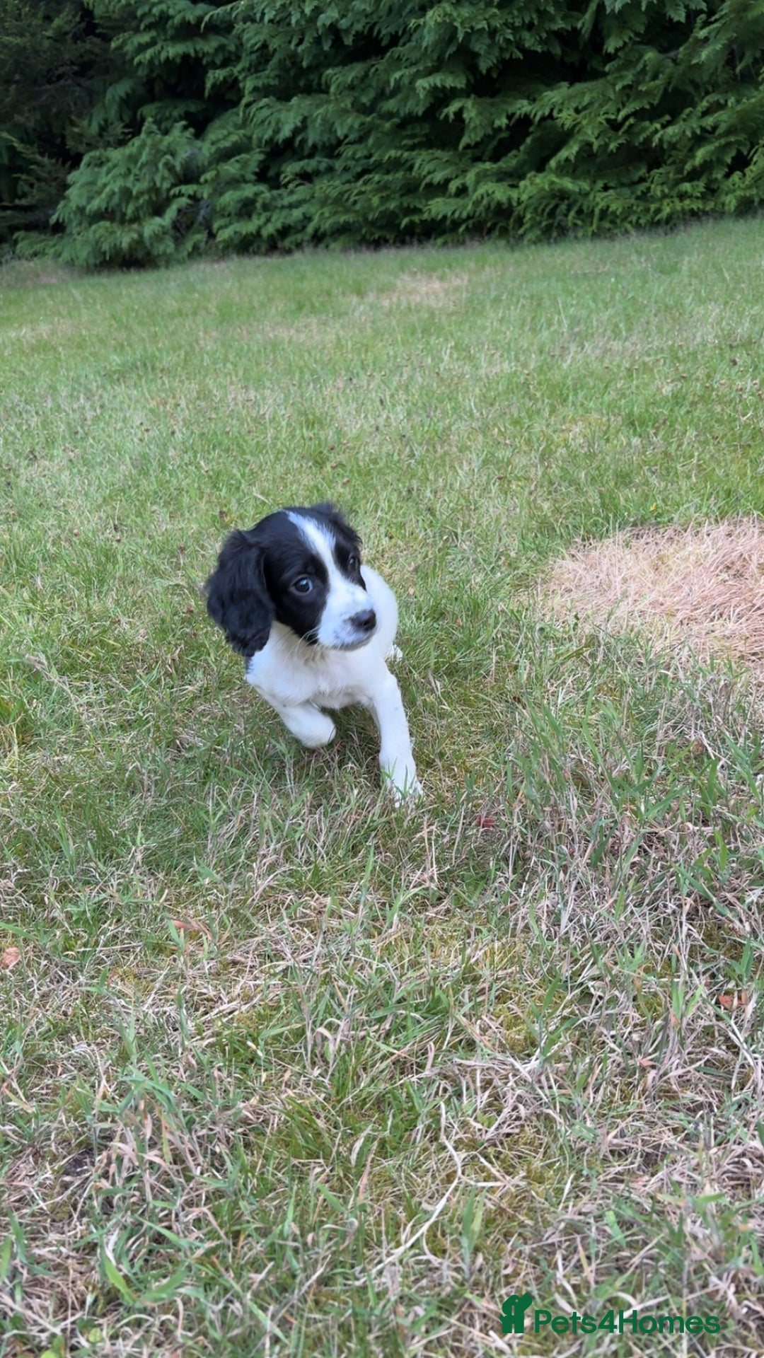 English Springer Spaniel dogs for sale: Last little ones remaining  - Image 3