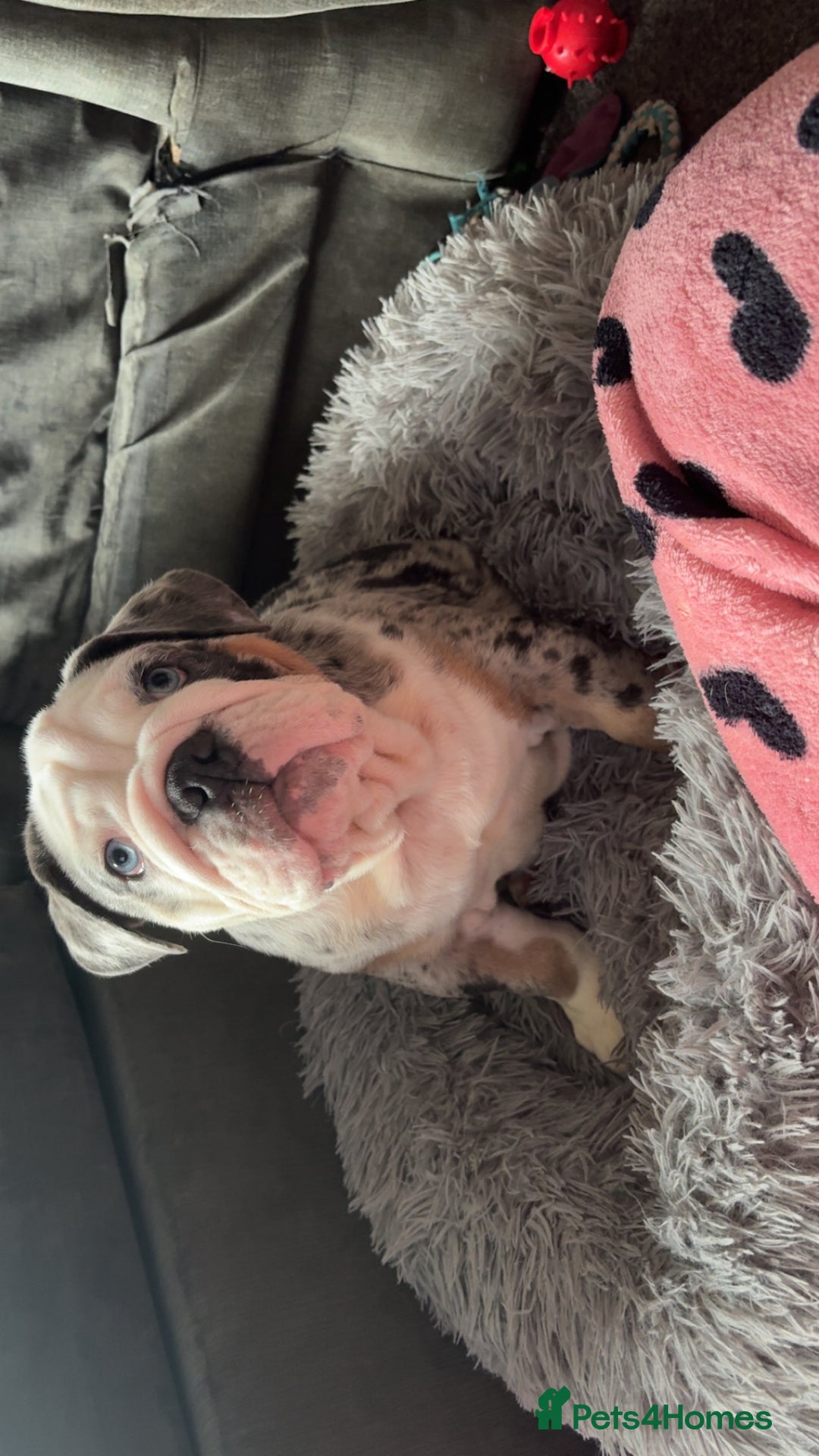 Olde English Bulldogge dogs for sale: Old English bulldog pups fluffy carriers❤️ - Image 39