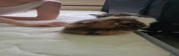 Mixed Breed cats for sale: Tortoiseshell longhair girl - Advert 3