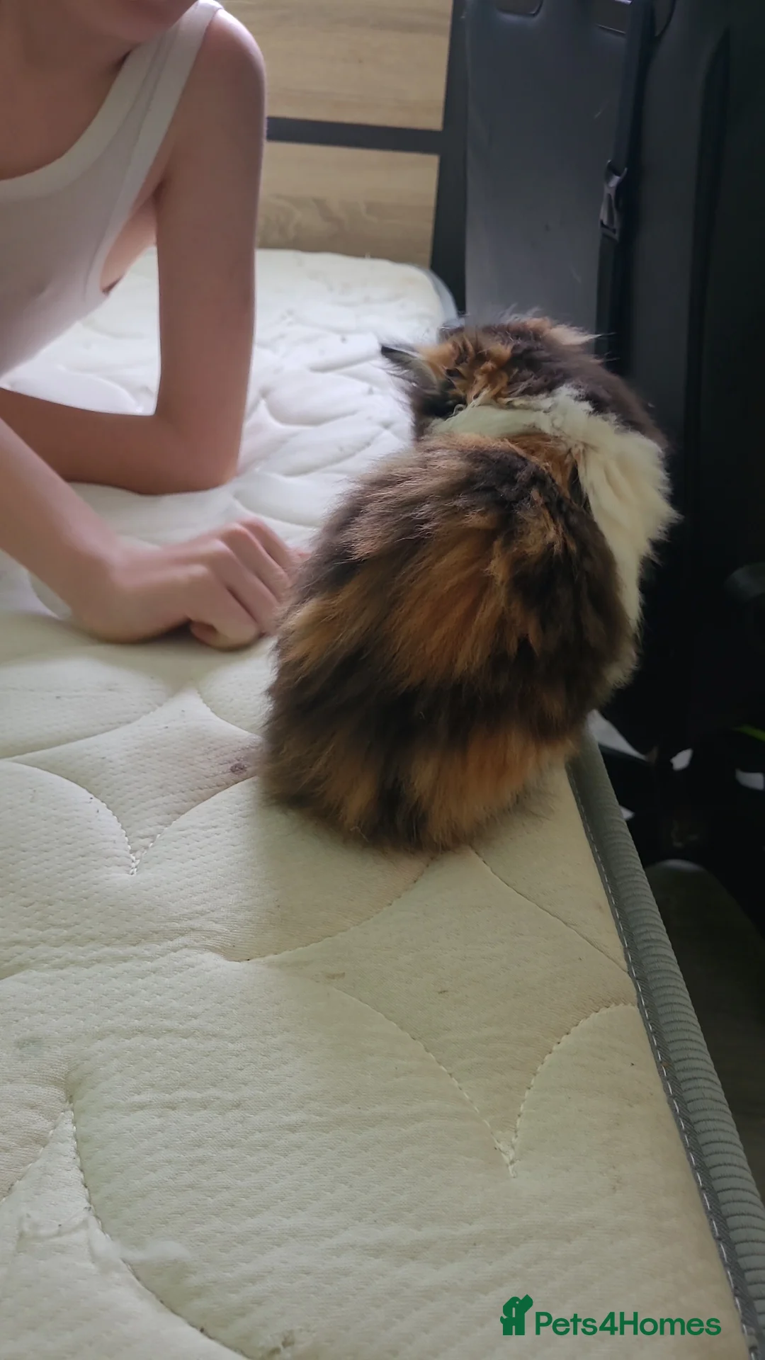 Mixed Breed cats for sale: Tortoiseshell longhair girl - Advert 3