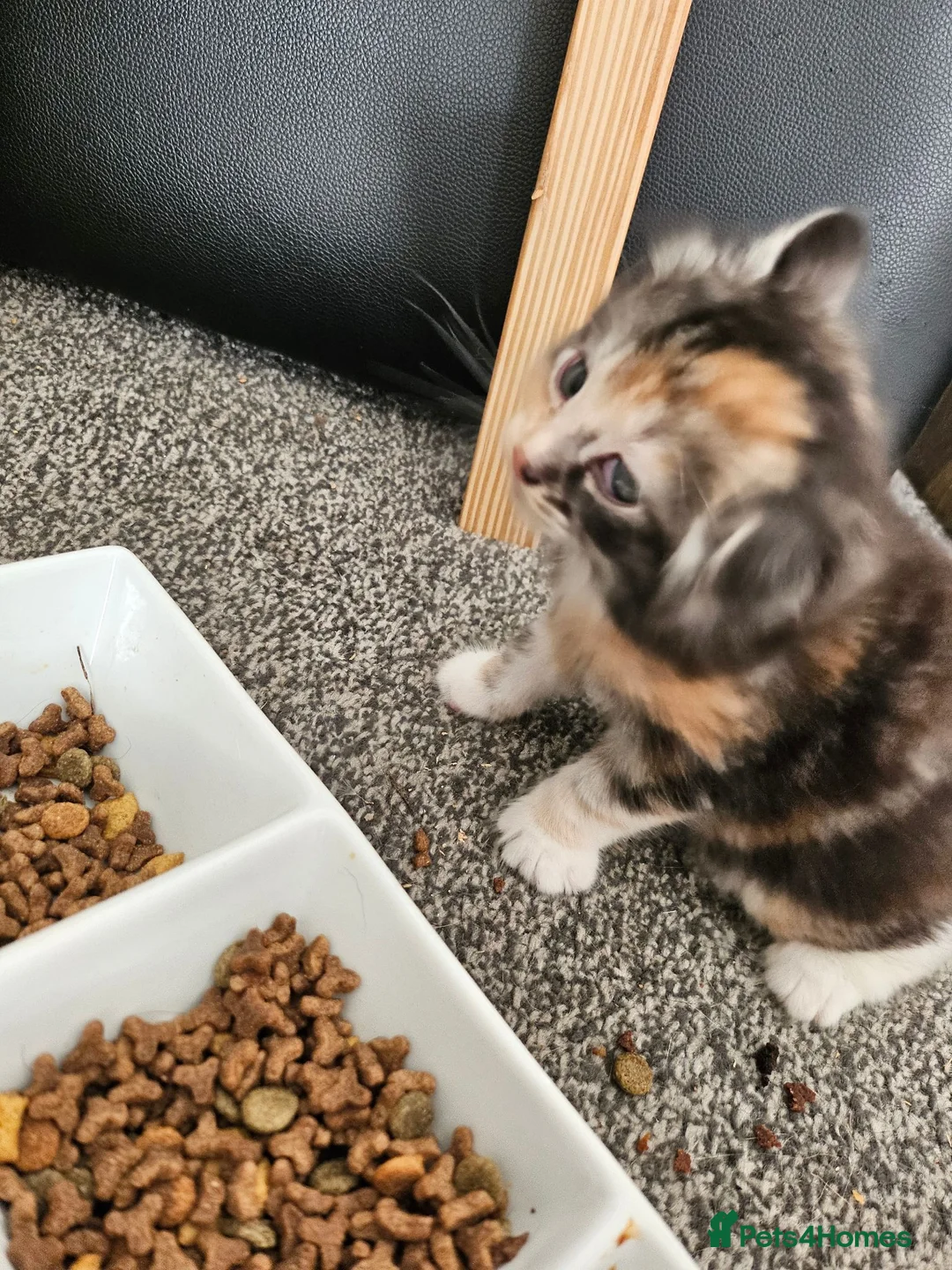 British Longhair cats for sale: Georgous silver silver & ginger Longhaired kittens - Advert 2