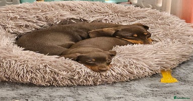Miniature Dachshund dogs - Advert 5