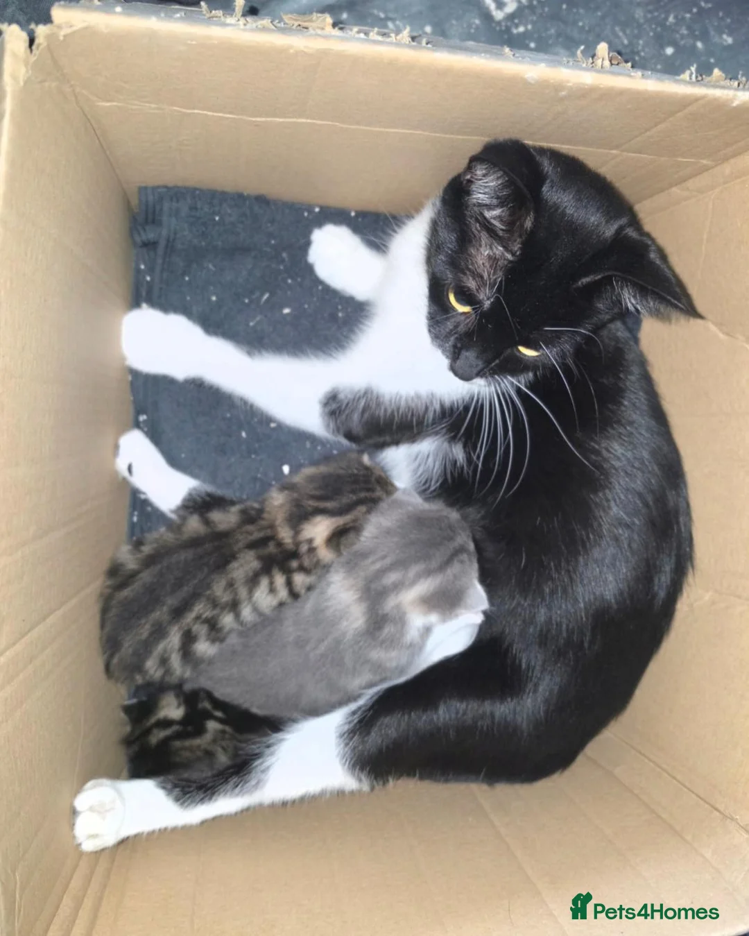 Mixed Breed cats for sale: 2 wee girls in Glasgow - Advert 1