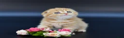 Scottish Fold cats for sale: LICENSED CATTERY PURE BREED TOP QUALITY KITTENS - Advert 4