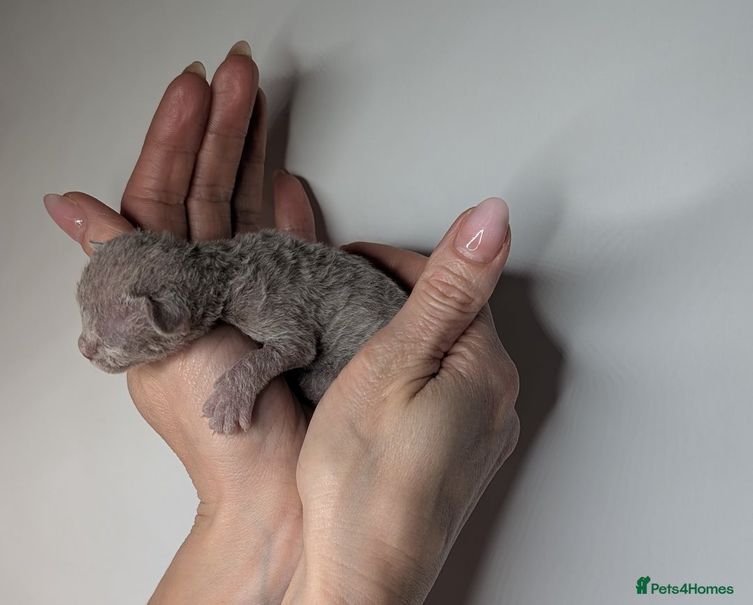 Devon Rex cats for sale: Blue & Lilac Devon Rex Kittens Taking Reservations - Image 7