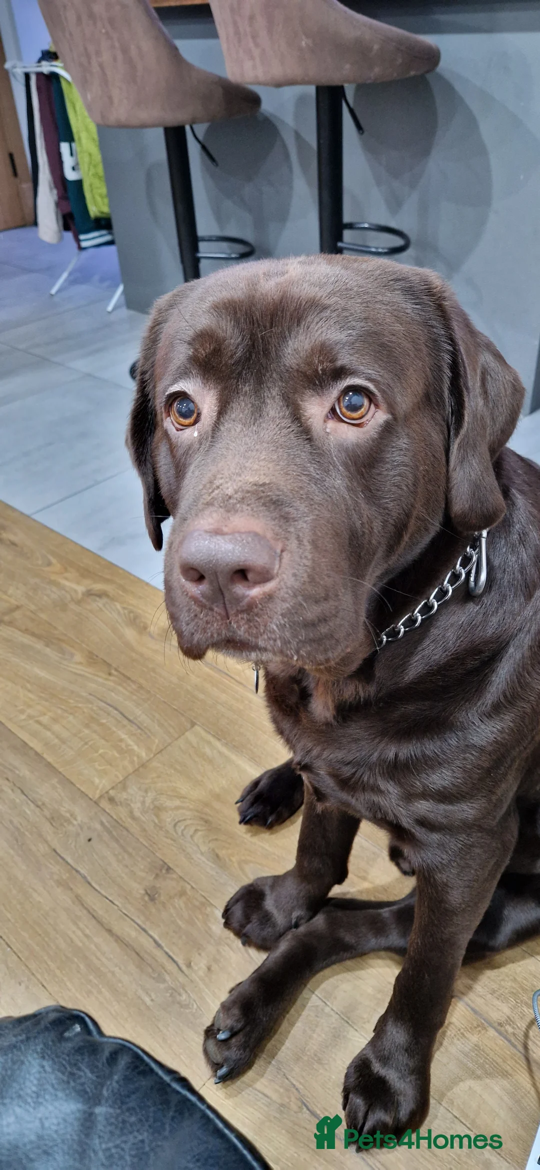 Labrador Retriever dogs for stud: Mr. Aj - Advert 2