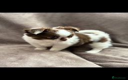 Chihuahua dogs for sale: Chihuahuas - Image 1
