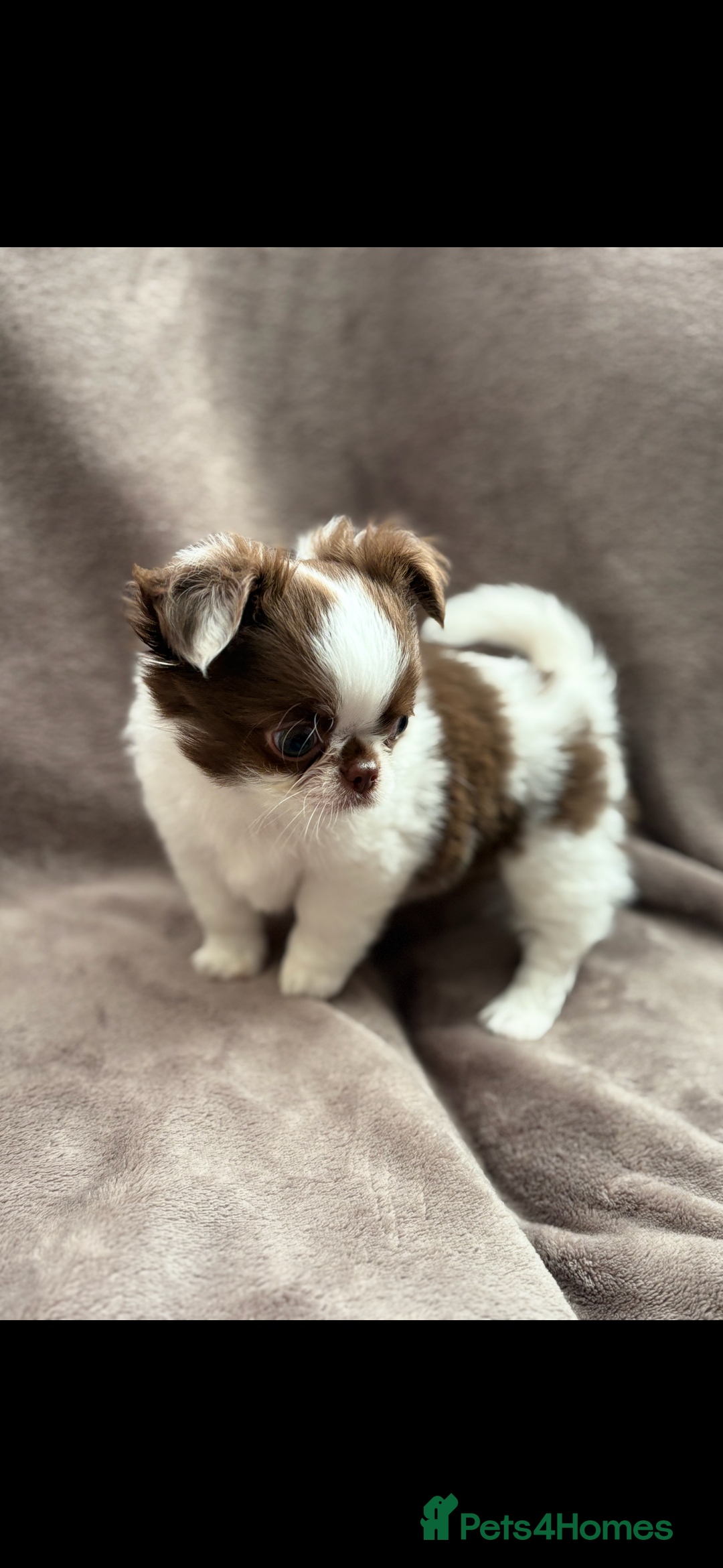 Chihuahua dogs for sale: Chihuahuas - Image 1