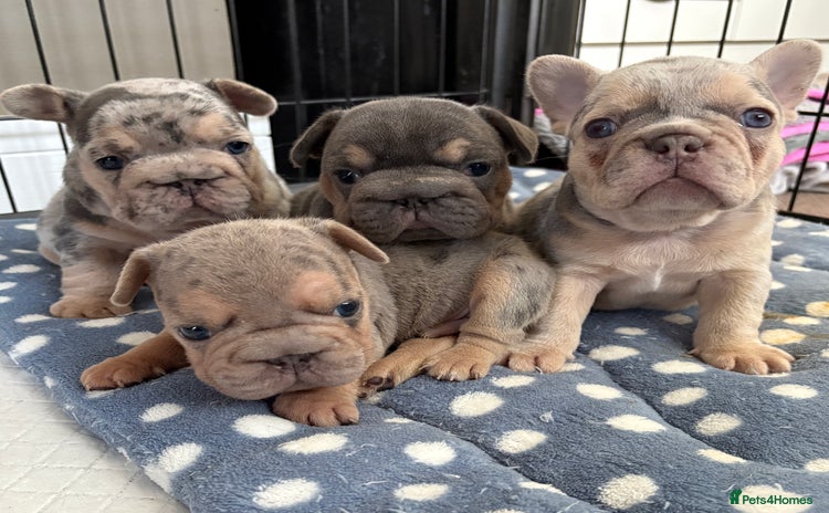 French Bulldog dogs - Advert 16