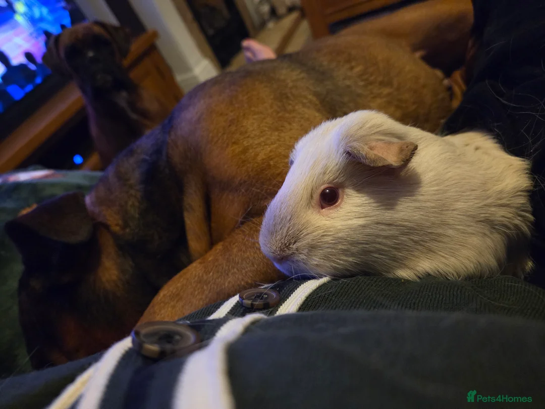 English Bulldog dogs for sale: English bulldog - Advert 3