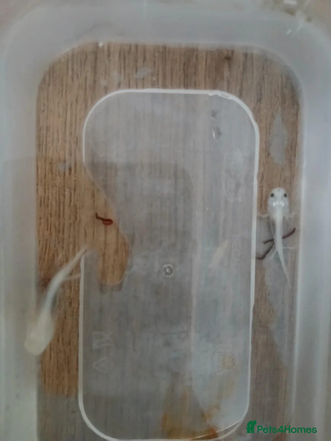 Axolotl reptiles for sale: Axolotls 4 months old various colors - Advert 1