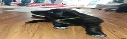 Mixed Breed dogs for sale: Border collie x German Shepherd  in Spennymoor - Advert 14