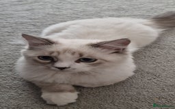 Neva Masquerade cats for sale: Siberian Neva Masquarade Kitten - Image 2