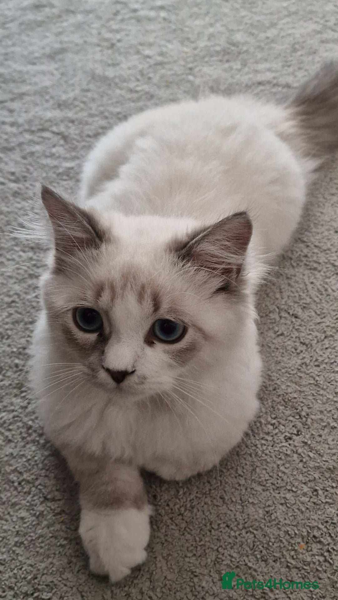Neva Masquerade cats for sale: Siberian Neva Masquarade Kitten - Image 2