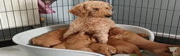 Cavapoo dogs for sale: CAVAPOO Female - Advert 7