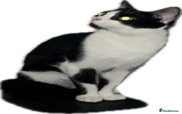 Domestic Shorthair cats for sale: 🐾 Adorable kittens looking 🐾 £40 ONO - Image 4