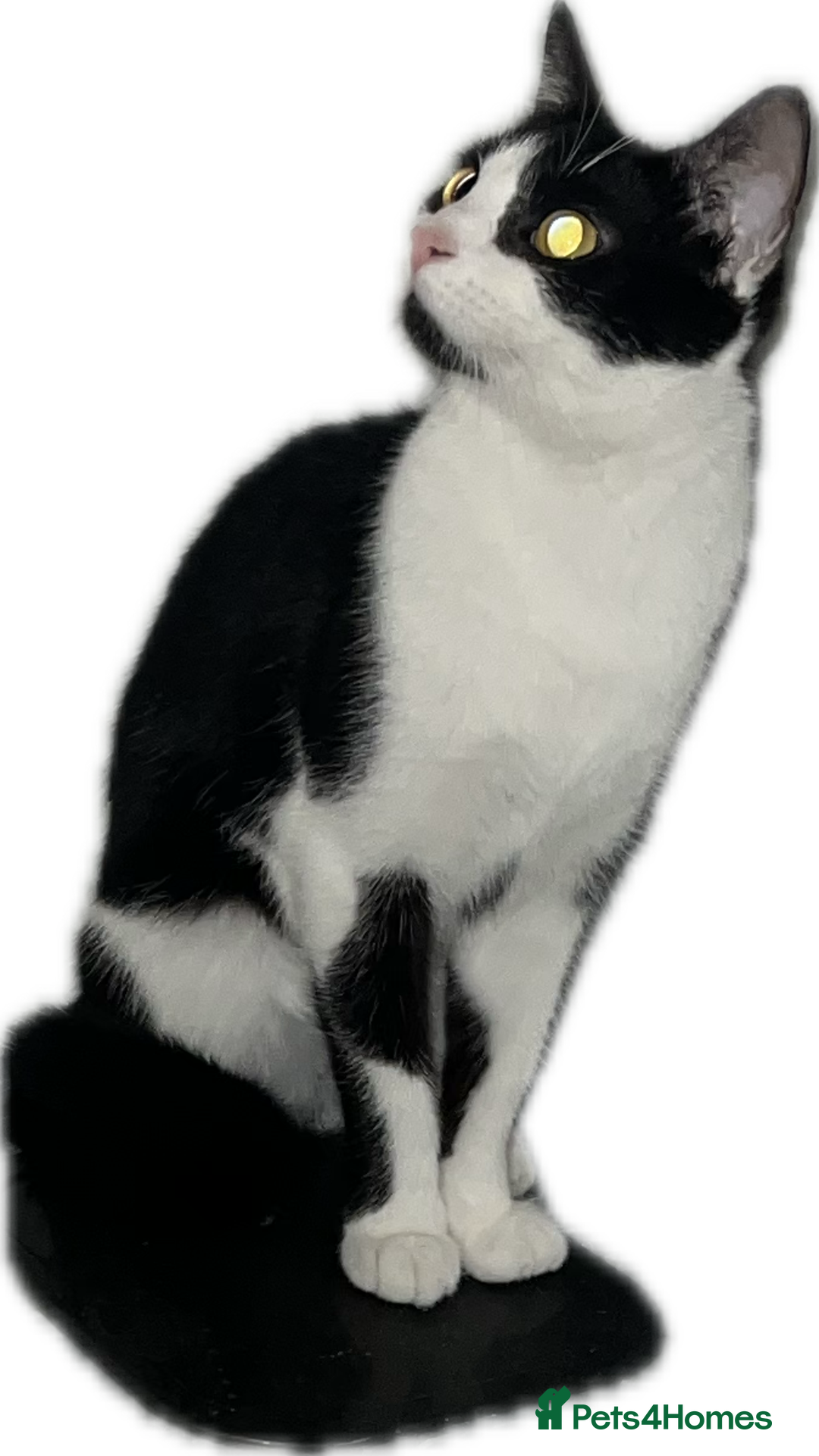 Domestic Shorthair cats for sale: 🐾 Adorable kittens looking 🐾 £40 ONO - Image 4