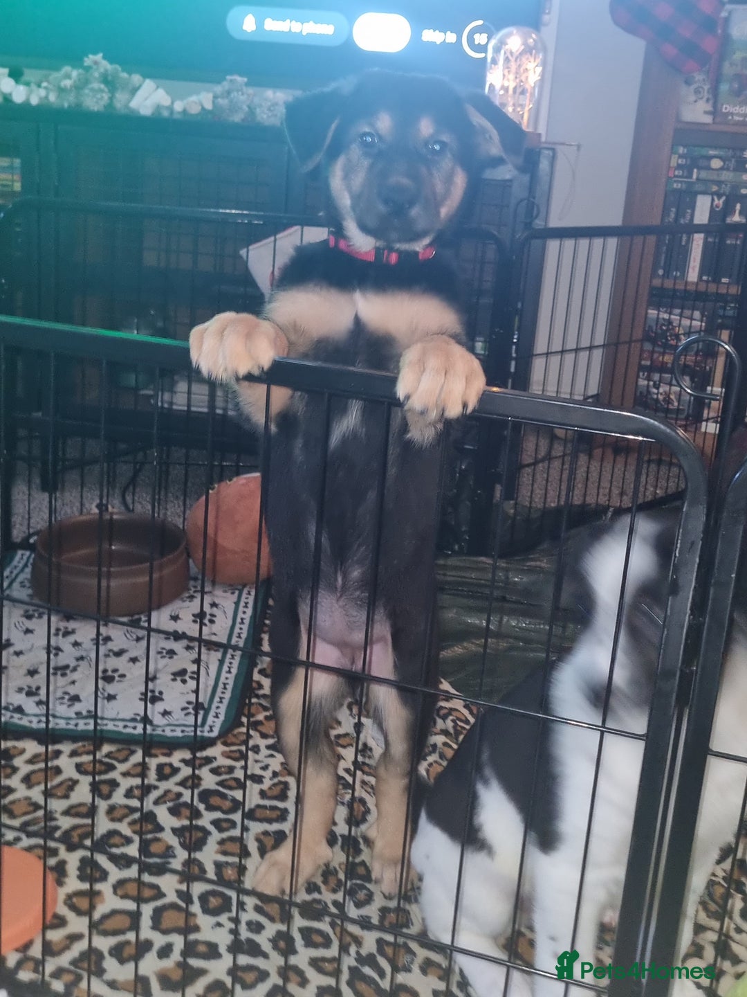 Mixed Breed dogs for sale: German shepard cross for sale - Advert 2