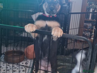 Mixed Breed dogs German shepard cross for sale - Advert 4