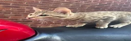 Bengal cats for sale: Bengal kittens  - Advert 5